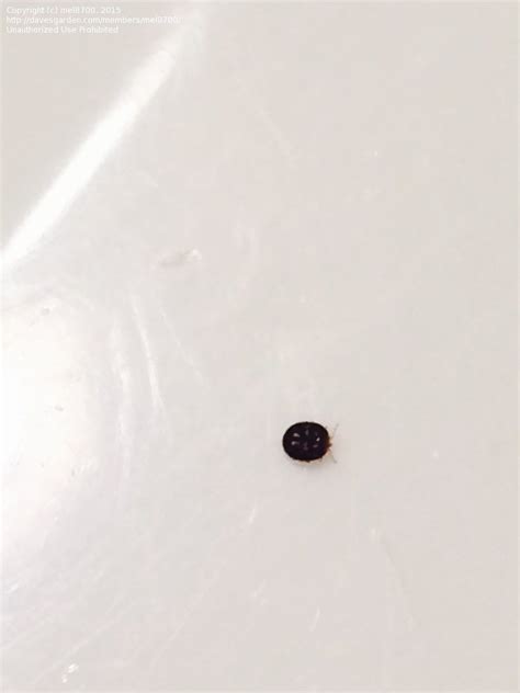 tiny round bugs in house.